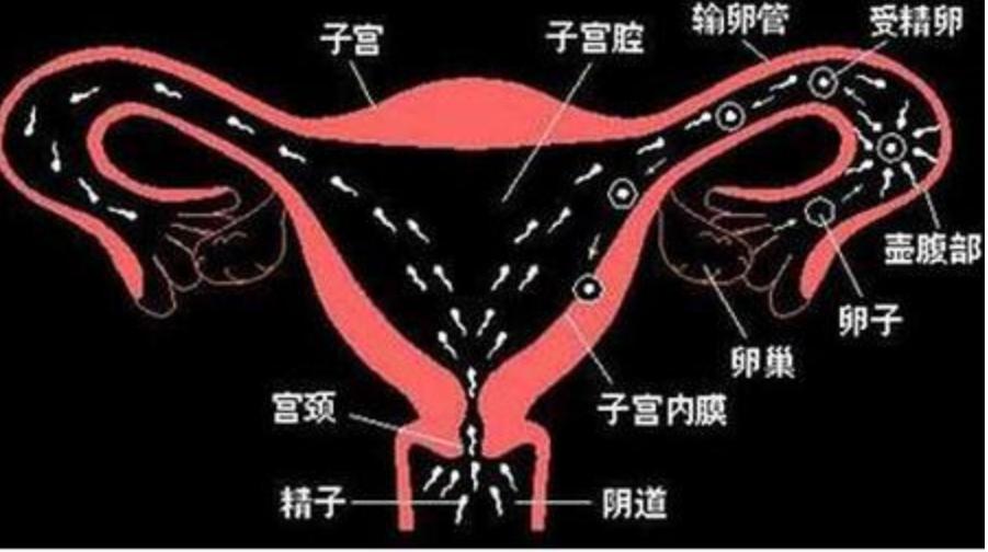 一般双胞胎几个月生,双胞胎的孕育周期，一般双胞胎几个月生