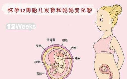 怀孕3个月肚子多大,怀孕三个月肚子大小的变化与个体差异