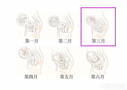 怀孕3个月子宫有多大,怀孕三个月子宫大小详解