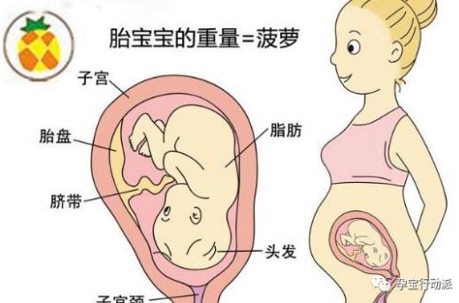 怀孕二十五周是几个月,怀孕二十五周是几个月，孕期的时间换算与生理变化解析