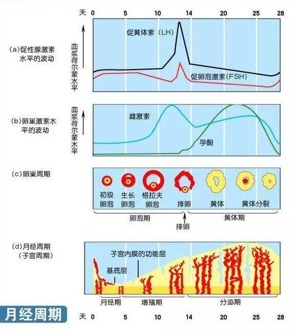 一个月会来几次月经,一个月会来几次月经，月经周期的奥秘与女性健康