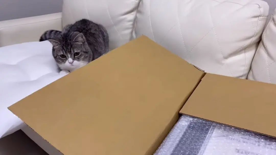 猫猫床上用品快递拆箱,猫猫床上用品快递拆箱，一场温馨与期待的相遇