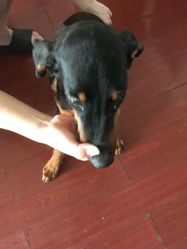 四个月杜宾,四个月杜宾的成长之旅，活力四溢的幼犬时代
