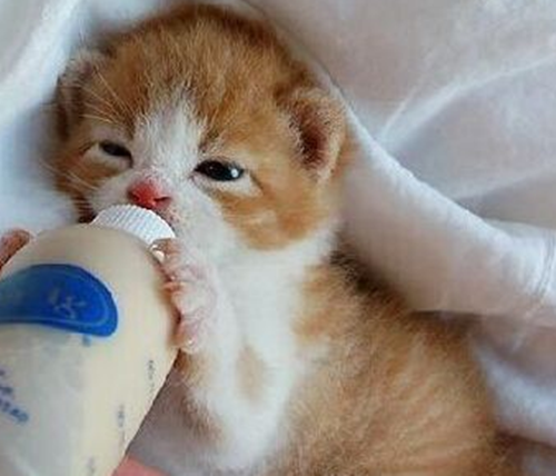 3个月的小猫吃什么,三个月大的小猫的饮食指南，营养需求与喂养建议