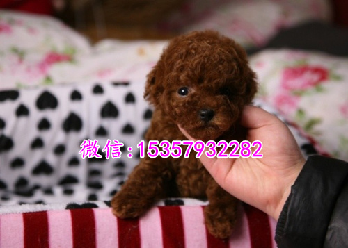 泰迪3个月多重,泰迪犬三个月的体重与成长发育