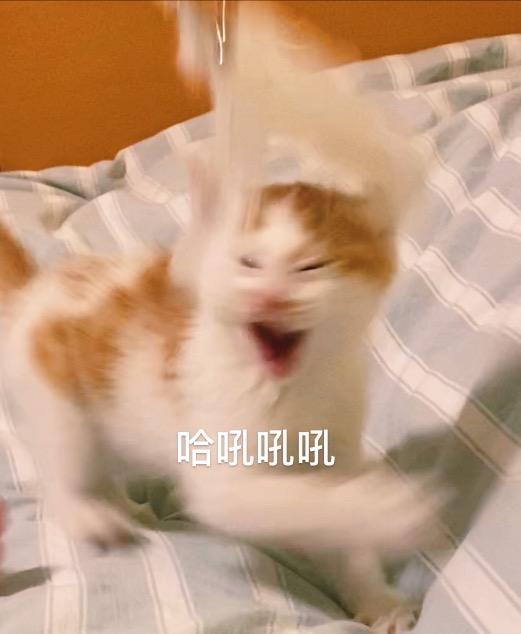 两个月的小猫咬人,两个月大的小猫，咬人行为解析与应对之道
