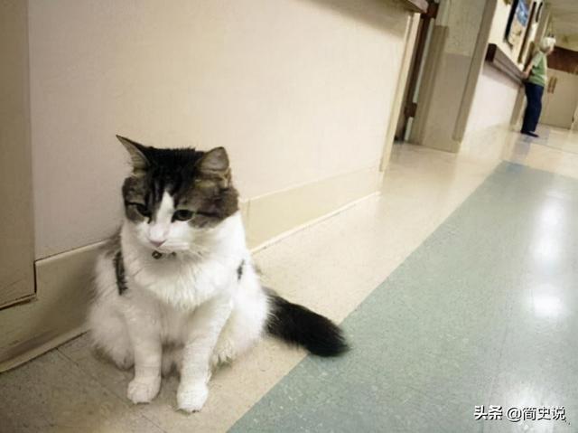 蓝色条纹猫咪床上用品,探索蓝色条纹猫咪床上用品的独特魅力