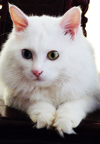 猫咪家庭床上用品有哪些,猫咪家庭床上用品，打造温馨舒适的宠物生活空间