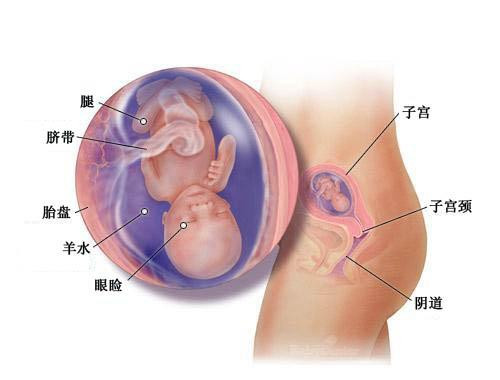 怀孕两个月吃什么对宝宝好,怀孕两个月，营养饮食对胎儿的重要性