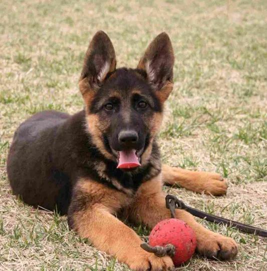 德国牧羊犬2个月图片,德国牧羊犬两个月大时的成长魅力与独特风采
