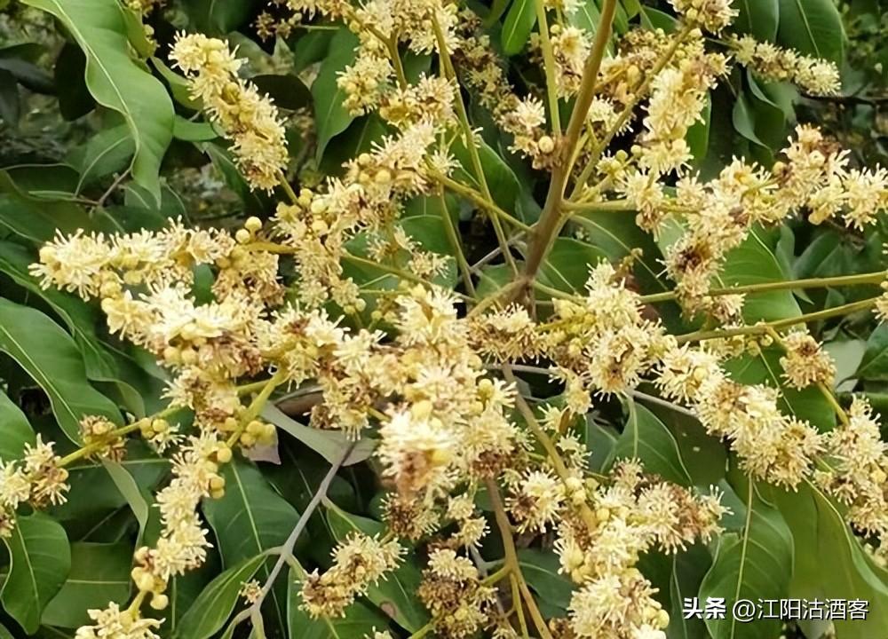 方山县成人教育事业单位最新项目,方山县成人教育事业单位最新项目，探索与启示