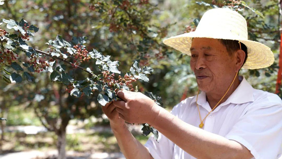 汉林乡最新项目,汉林乡最新项目，引领乡村发展的崭新动力