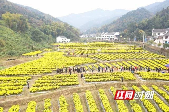 赵屯乡最新项目,赵屯乡最新项目，乡村振兴的新引擎