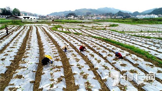 松桃苗族自治县农业农村局最新发展规划,松桃苗族自治县农业农村局最新发展规划