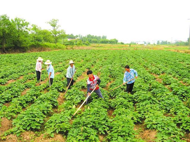 沙才村民委员会最新发展规划,沙才村民委员会最新发展规划