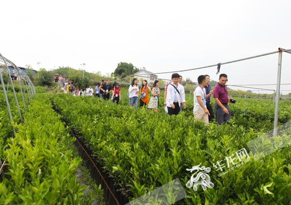 衡阳市苗圃农场最新领导,衡阳市苗圃农场最新领导团队引领农场发展新征程