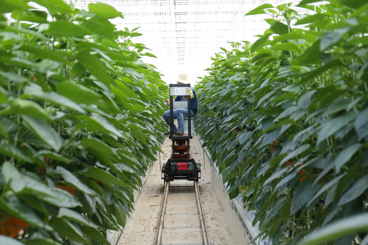 临沂市市农业局最新项目,临沂市农业局最新项目，引领农业现代化，助力乡村振兴