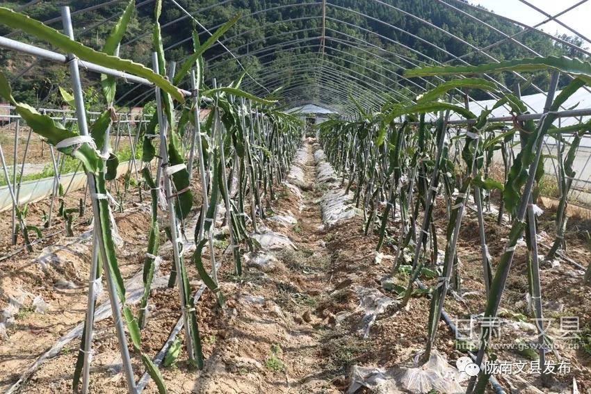 中庙乡最新交通新闻,中庙乡最新交通新闻——迈向现代化交通的新篇章